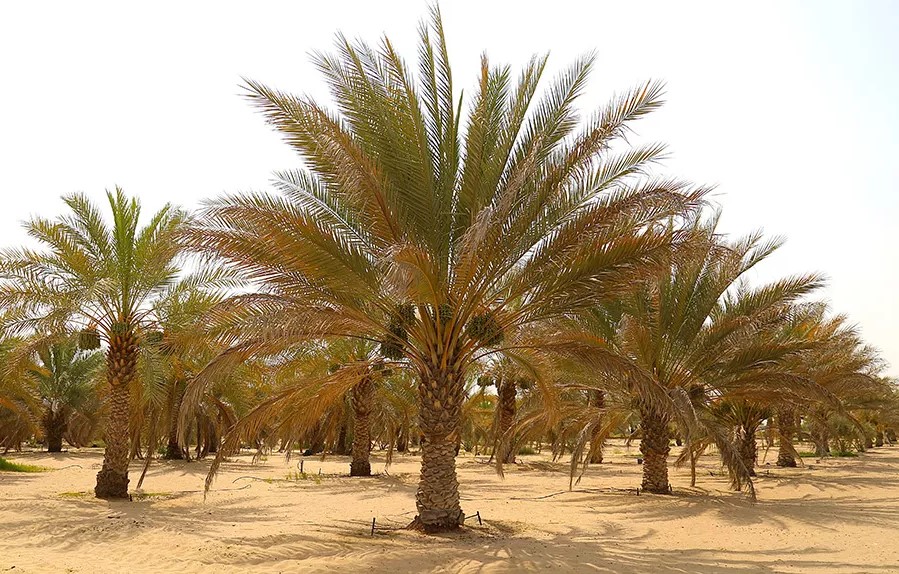 الوطنية