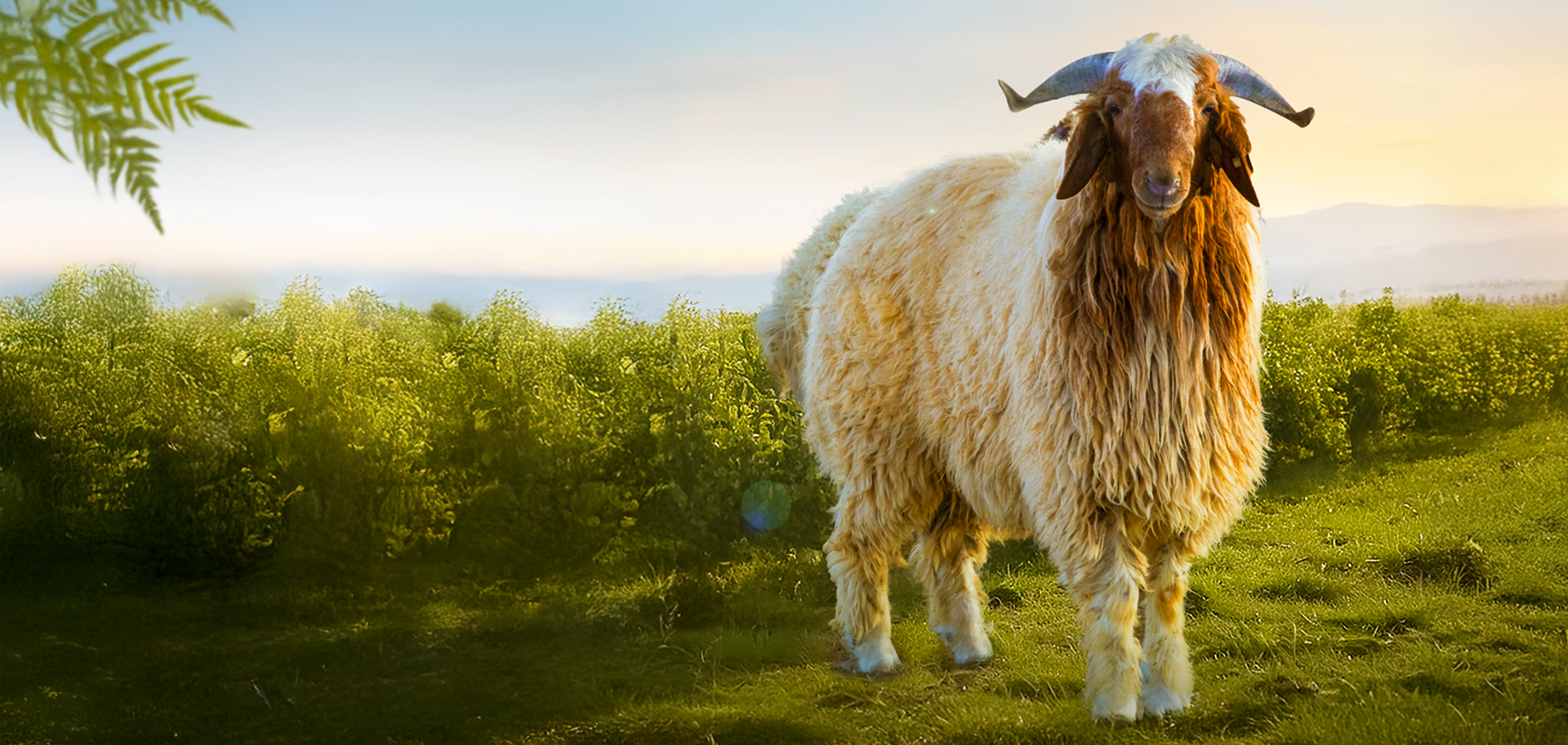 الوطنية الزراعية