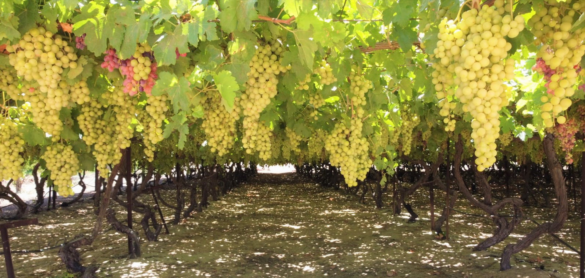 الوطنية الزراعية