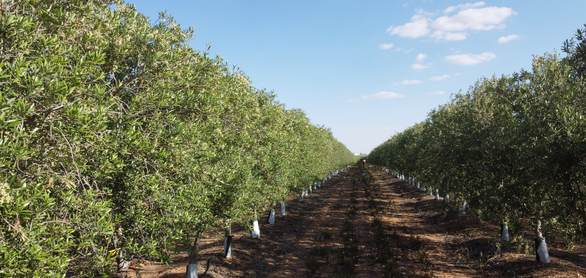 الوطنية الزراعية