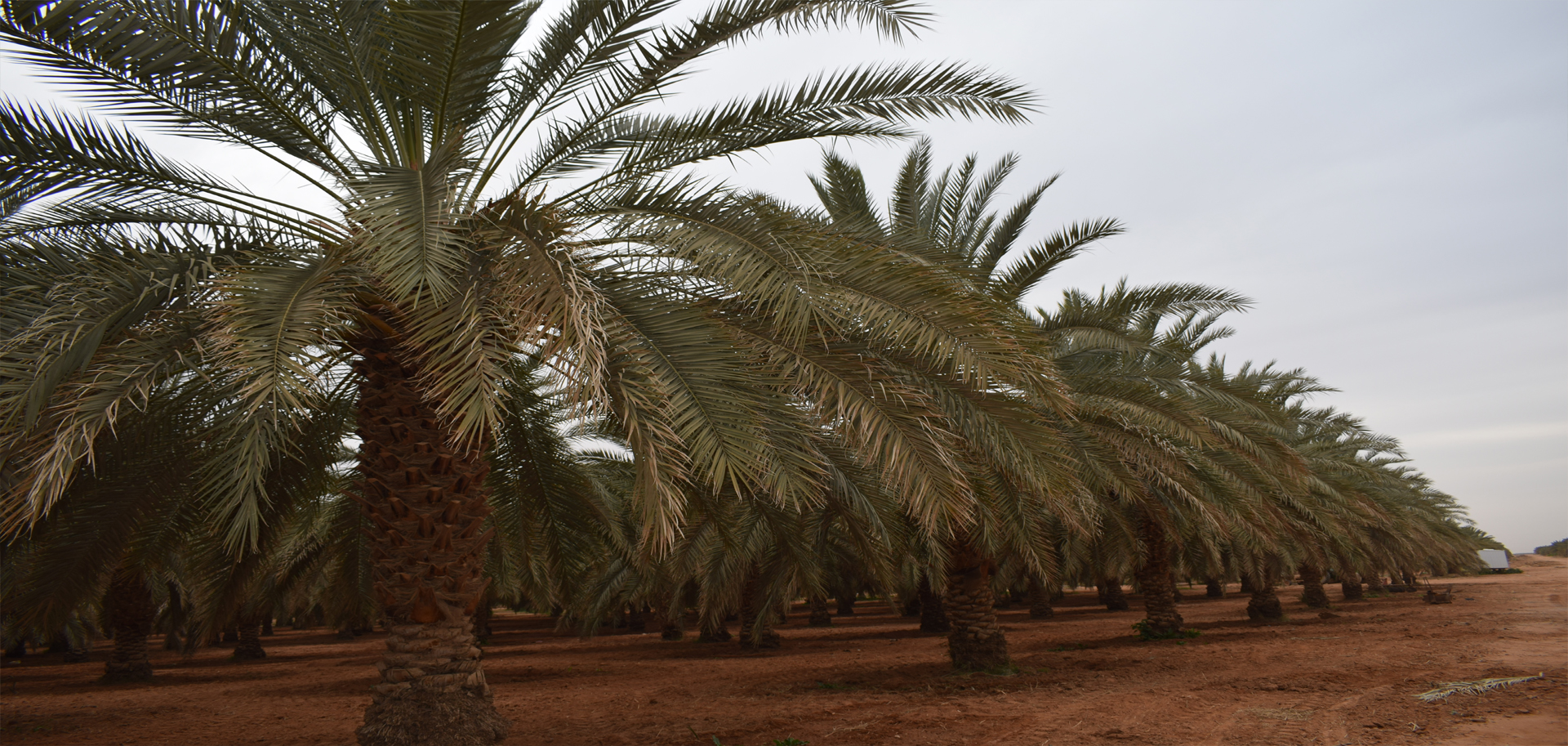 الوطنية الزراعية