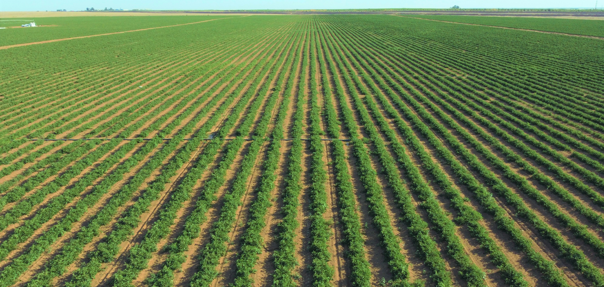 الوطنية الزراعية